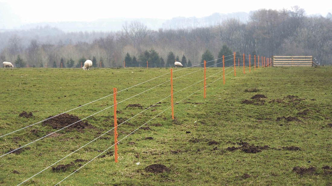 electric fence, paddock grazing, sheep